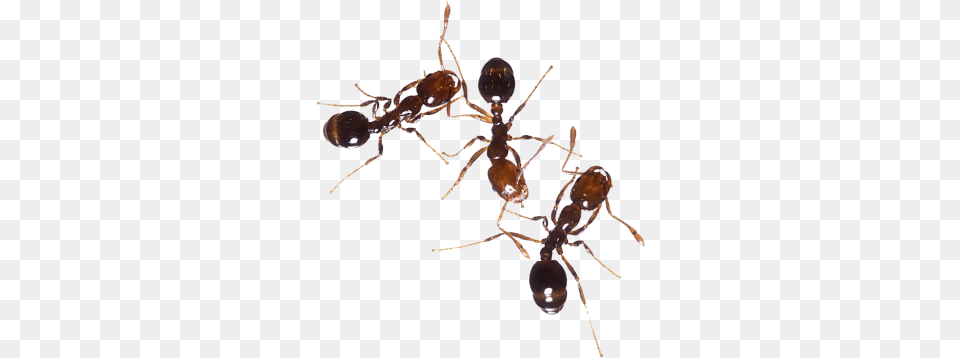 Download Ant Free Transparent And Clipart Ant Species In Bangladesh, Animal, Insect, Invertebrate Png Image