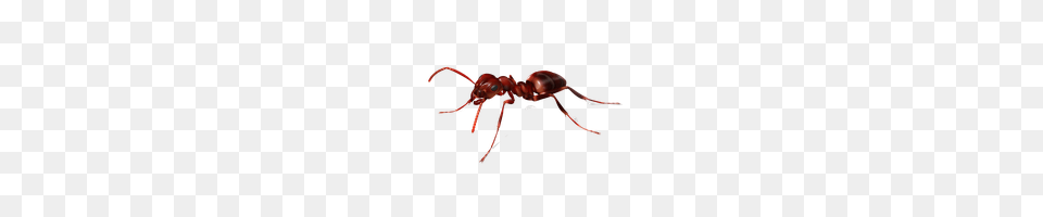 Download Ant Photo Images And Clipart Freepngimg, Animal, Insect, Invertebrate, Food Png