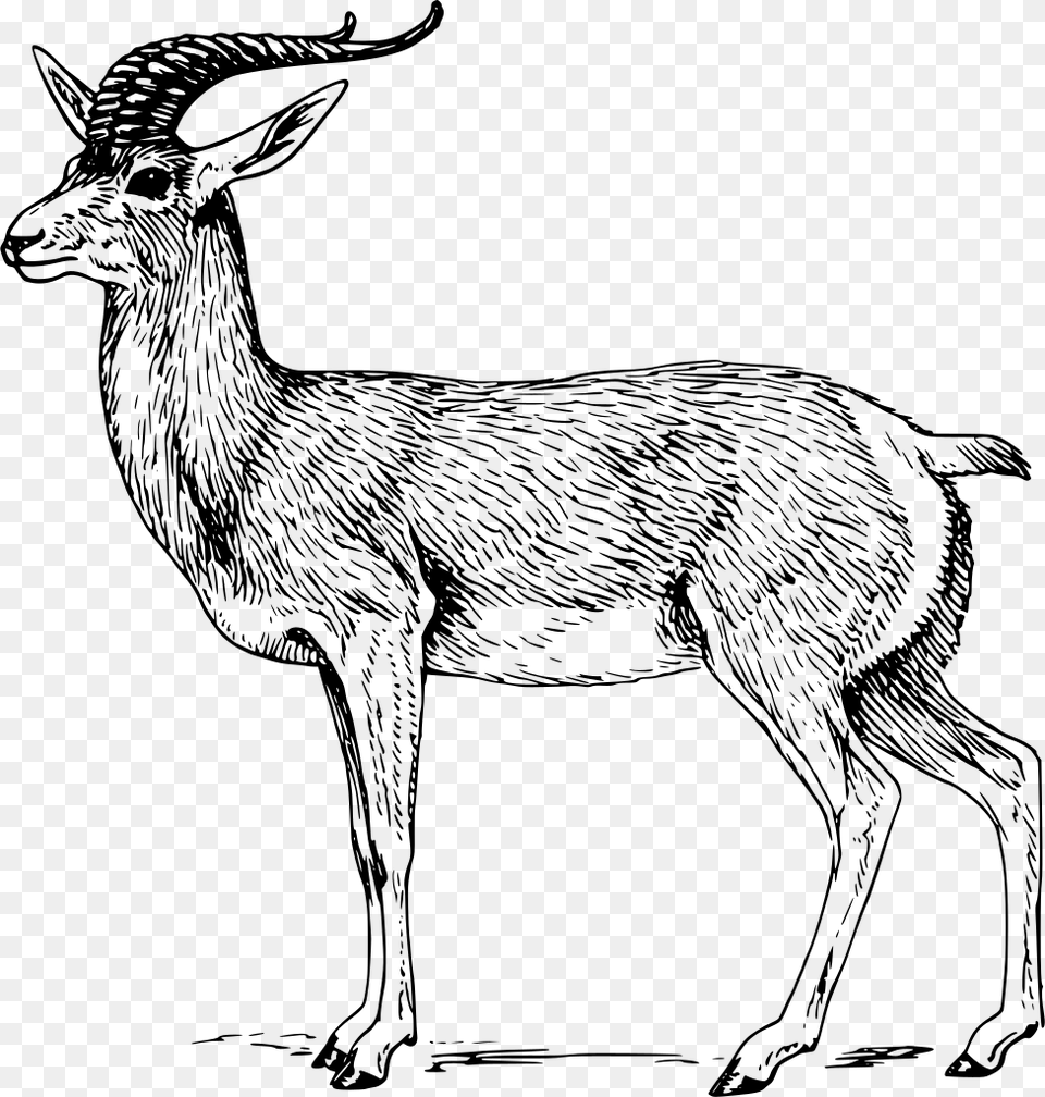 Download Antelope Clipart Black And White, Gray Png Image