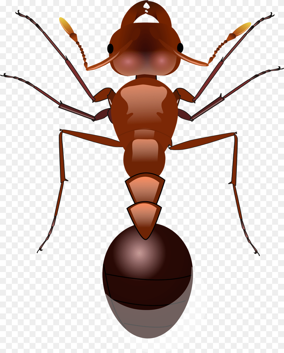 Download Ants For Ants, Animal, Ant, Insect, Invertebrate Free Png
