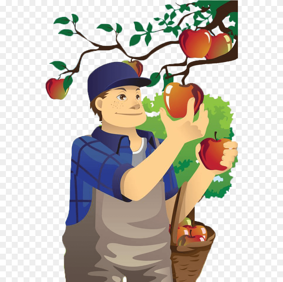 Download Apple Orchard Of Village Fruit Uncle Apples Man Eating Fruit Clip Art, Plant, Produce, Food, Person Png Image