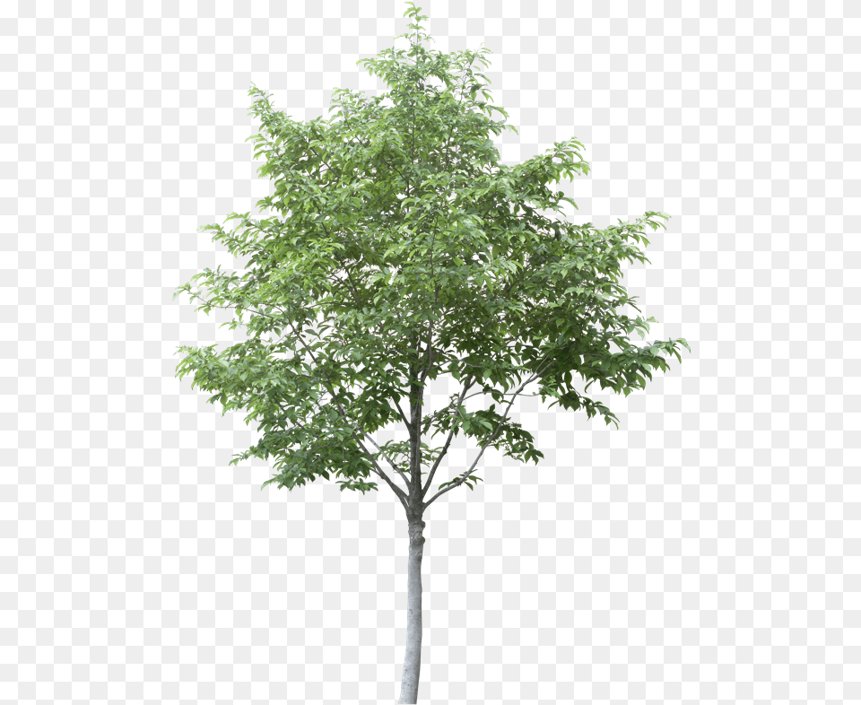 Download Arboles En Planta Aspen Tree Cut Out Arboles En Alzado, Leaf, Maple, Plant Png