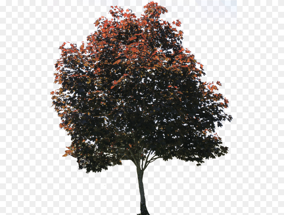 Download Architectural Trees Transparent Tree Transparent Tree Picsart, Maple, Plant, Leaf Png