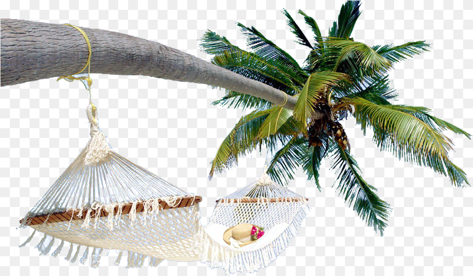 Download Arecaceae Coconut Tree Hq Clipart Exotic Beaches In The World, Furniture, Plant, Hammock Png Image