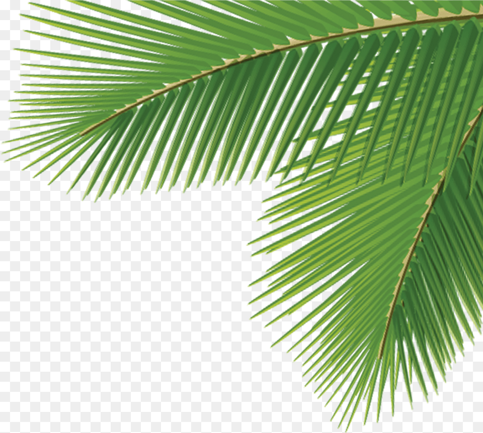 Download Arecaceae Leaf Tree Dasylirion Palm Tree Leaves, Green, Palm Tree, Plant, Vegetation Png