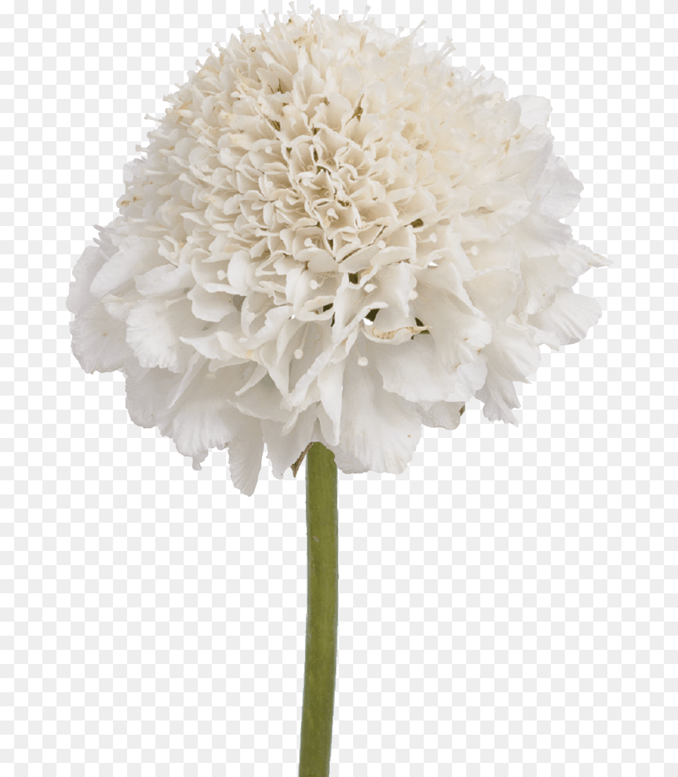 Download Artificial White Hydrangea With No Artificial Flower, Carnation, Dahlia, Petal, Plant Png Image