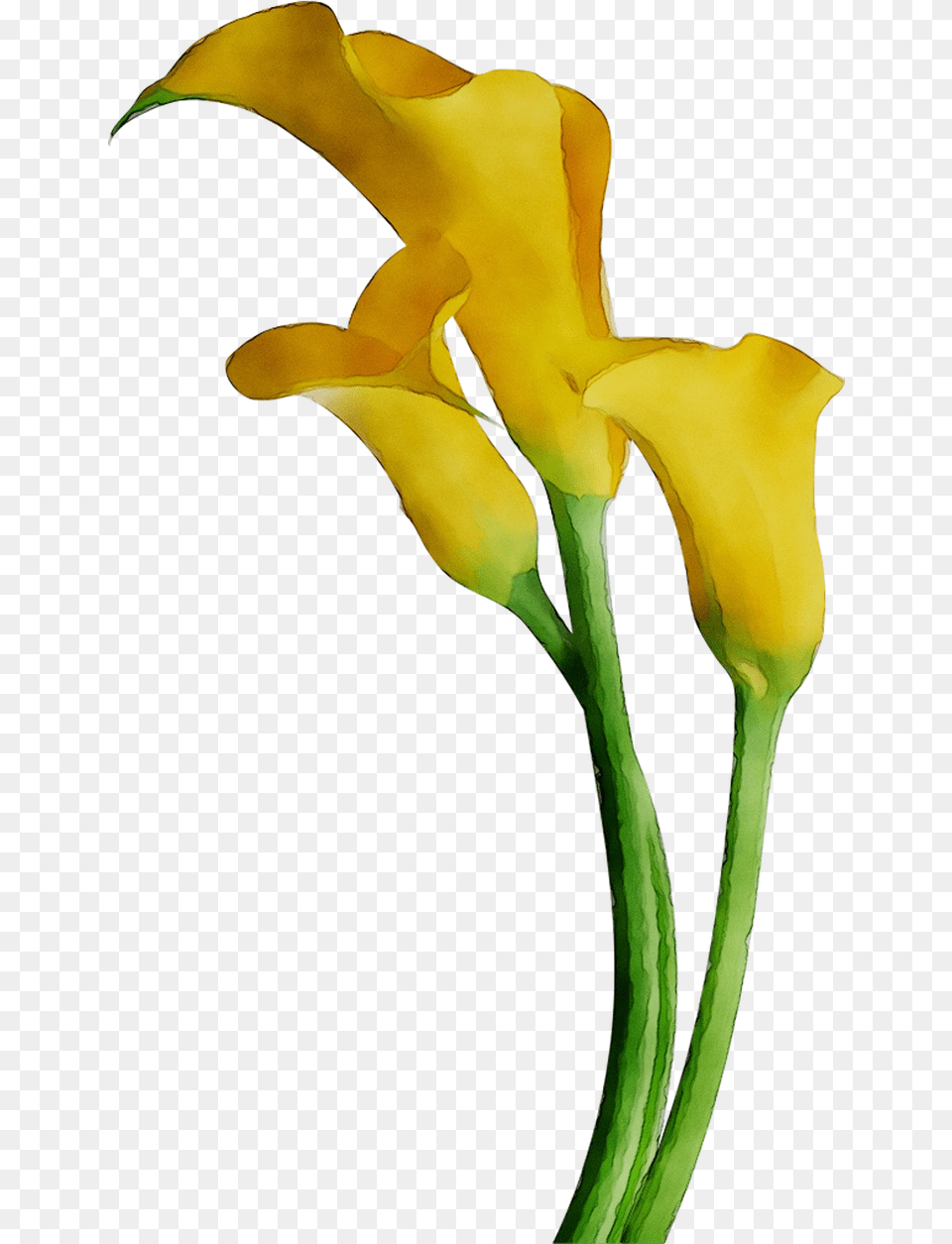 Download Arum Lily Lilies Cut Flowers Yellow Arum Bog Bog Arum, Flower, Petal, Plant, Person Free Png