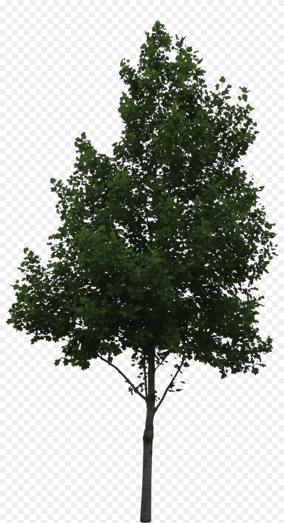 Aspen Tree Vector Populus Alba, Maple, Oak, Plant, Sycamore Free Png Download