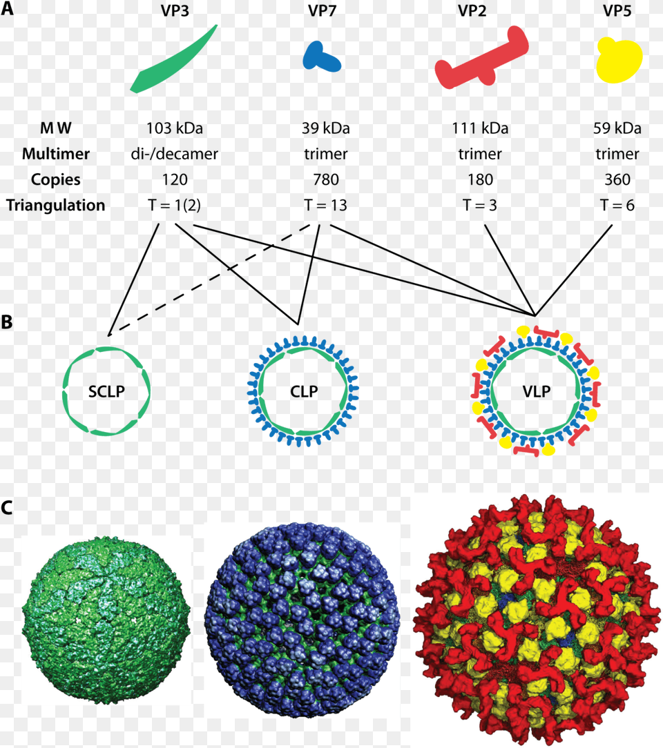 Download Assembly Of Blue Tongue Virus Like Particles Full Plant Virus Like Particle, Sphere, Accessories, Pattern Png Image