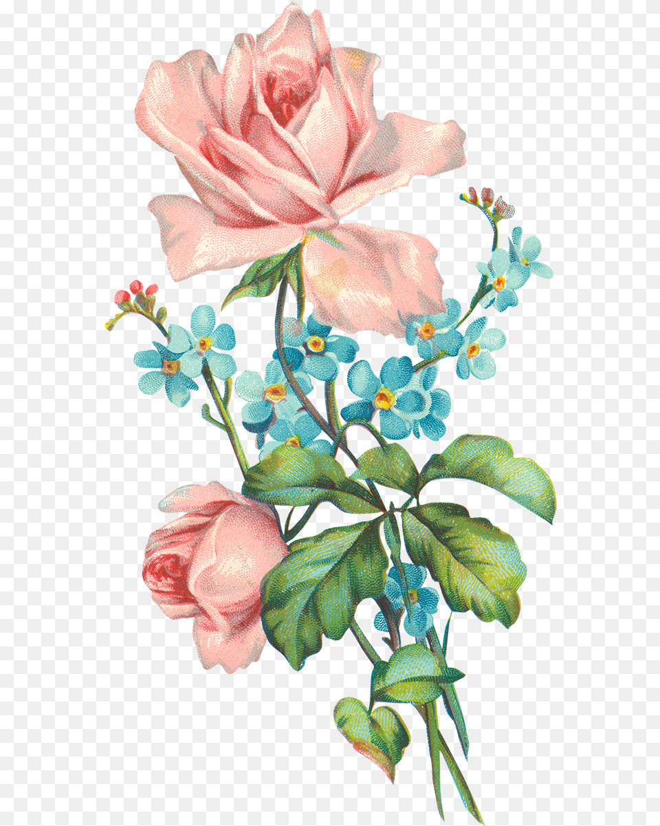 Download At Flower, Plant, Rose, Petal, Pattern Free Transparent Png