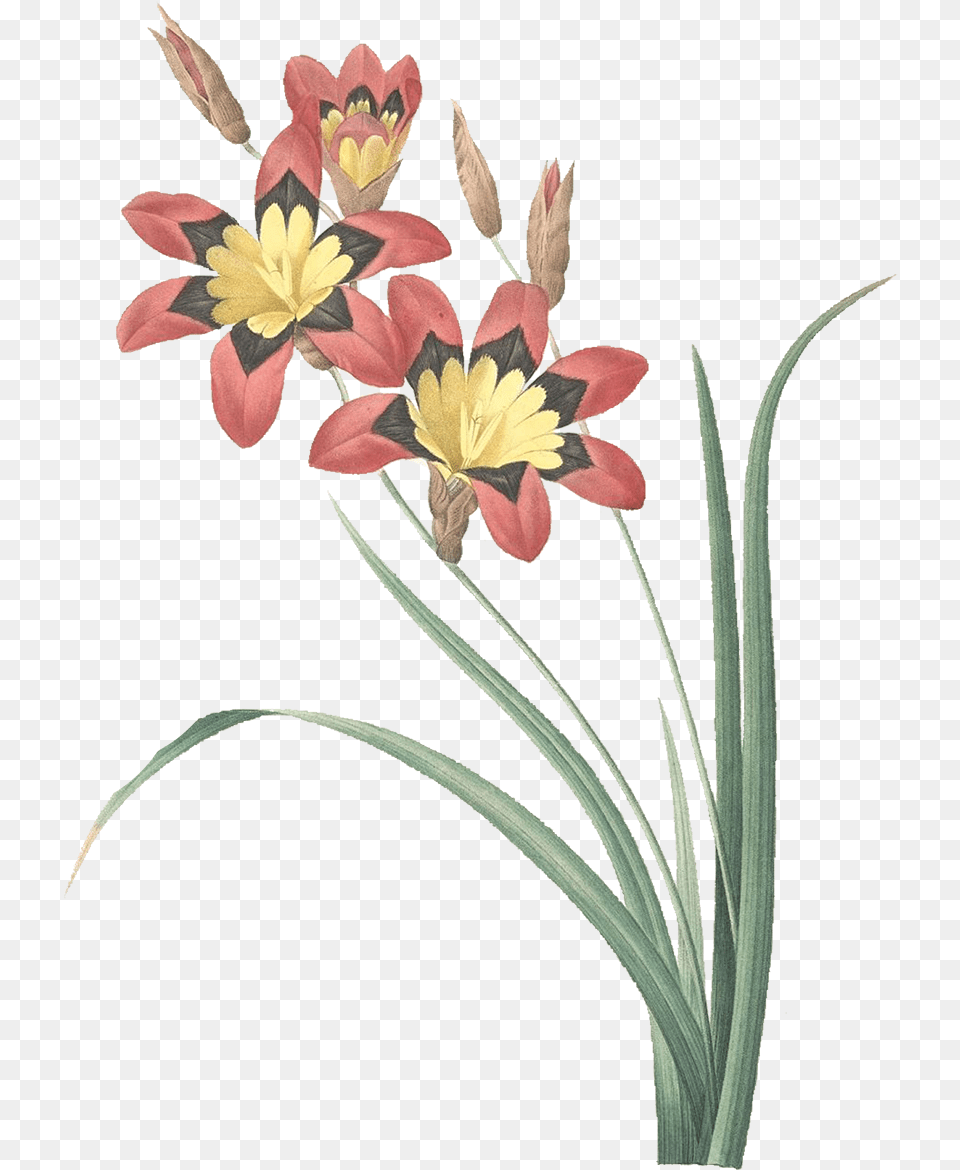 At P J Redoute 63 Ixia Tricolor How To Tell Original From, Flower, Plant, Flower Arrangement, Daffodil Free Png Download