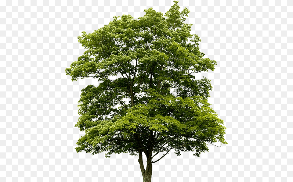 Download Australian Trees 4 Dlpngcom Oak Tree, Plant, Sycamore, Maple, Tree Trunk Png Image