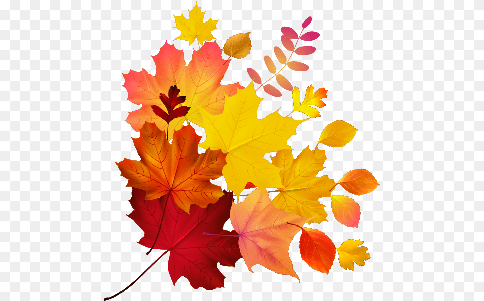 Download Autumn Color Leaf Maple Royalty Download Hq Colour Leaf, Plant, Tree, Maple Leaf Free Transparent Png