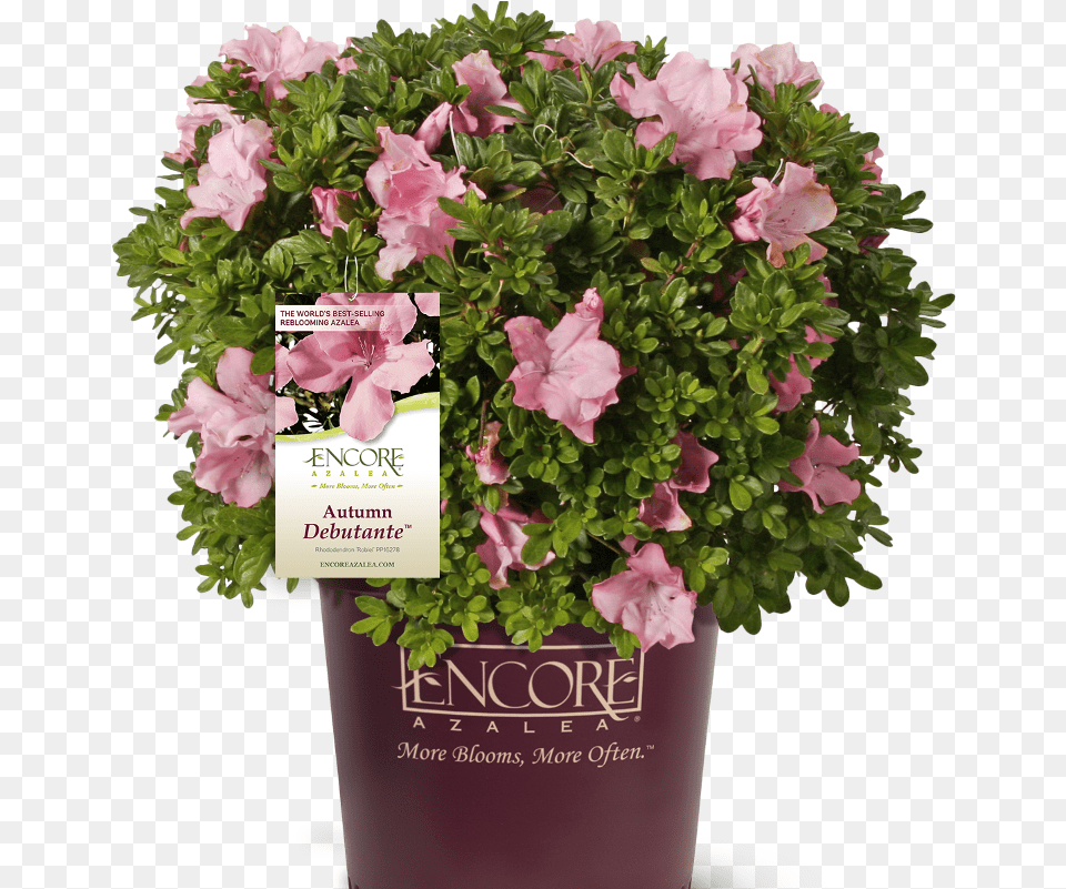 Download Autumn Debutante Encore Azalea Bellflower, Flower, Potted Plant, Plant, Geranium Png Image