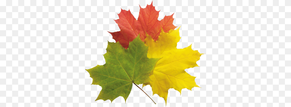 Download Autumn Transparent Image And Clipart, Leaf, Maple, Plant, Tree Free Png