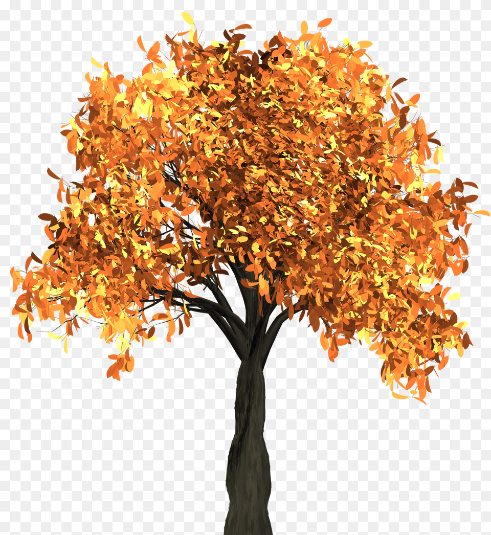 Download Autumn Free Transparent And Clipart Autumn Tree, Leaf, Maple, Plant Png Image