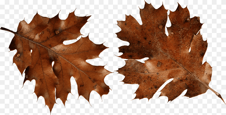 Download Autumn Leaf Hq Brown Autumn Leaf, Plant, Tree, Person, Maple Png Image