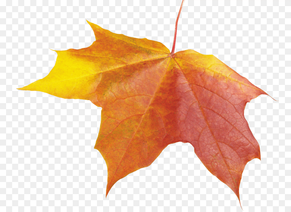 Autumn Leave Autumn, Leaf, Plant, Tree, Maple Free Png Download