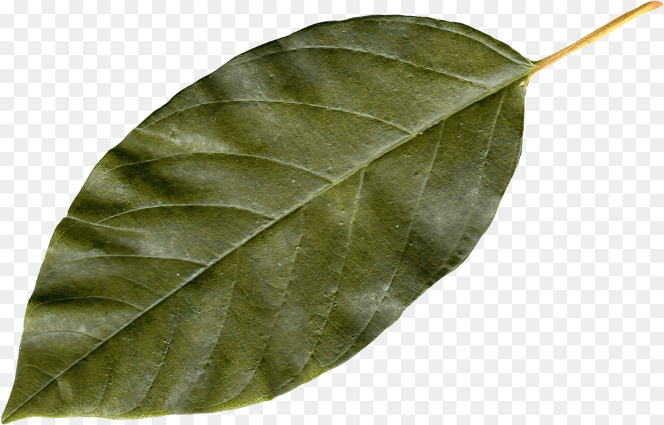 Download Autumn Leaves For Bay Leaf, Plant, Tree Free Transparent Png