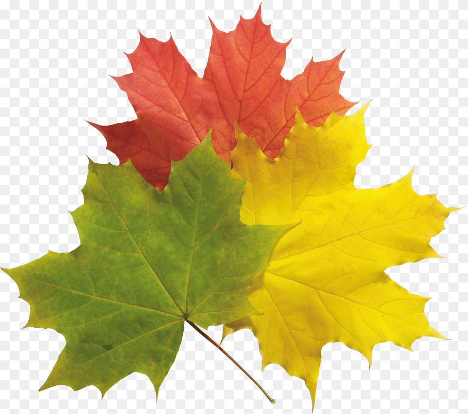 Download Autumn Leaves Hq Real Fall Leaves, Leaf, Maple, Plant, Tree Free Png