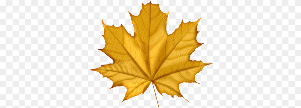 Download Autumn Leaves Icon Purple Maple Leaf Green Colour Autumn Leaf, Plant, Tree, Maple Leaf Png