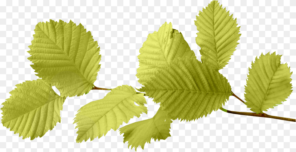 Download Autumn Leaves Image For File Of Leaf, Plant, Tree Free Transparent Png