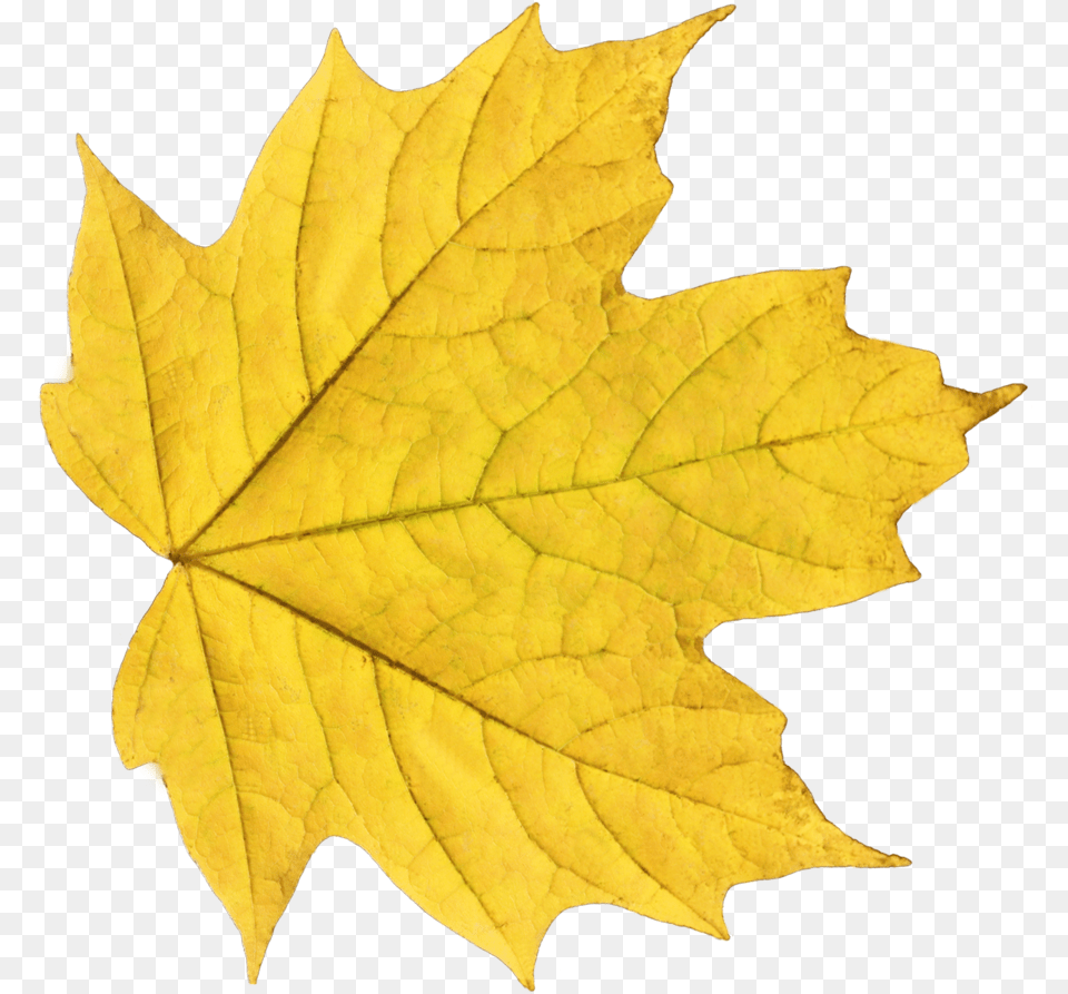 Download Autumn Leaves Image For Yellow Leaf, Plant, Tree, Maple Leaf, Maple Free Png