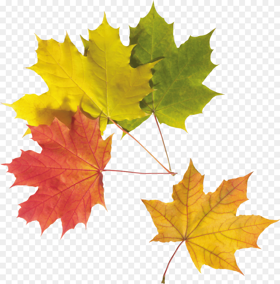 Download Autumn Leavesbackgroundleaftransparent Colourful Leaves, Leaf, Plant, Tree, Maple Free Png