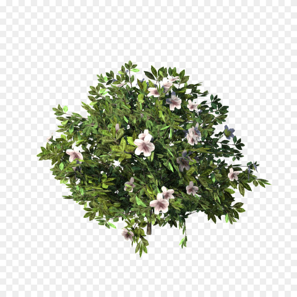 Download Azalea Image With No Azalea, Flower, Flower Arrangement, Flower Bouquet, Geranium Png