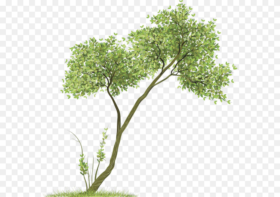 Download Baannueng Kata Room Clip Art Green Tree Trees, Plant, Oak, Sycamore, Vegetation Png Image