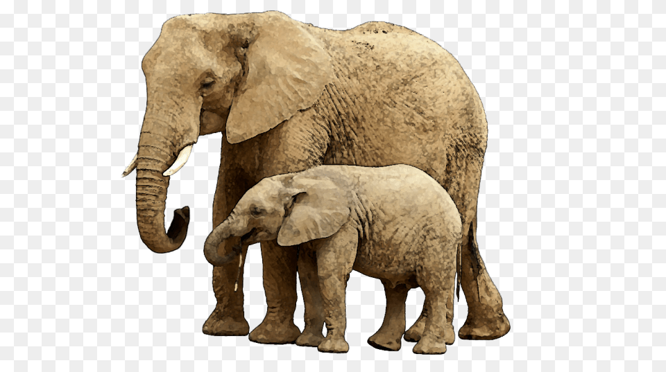 Download Baby Elephant With Elephant And Baby, Animal, Mammal, Wildlife Free Png