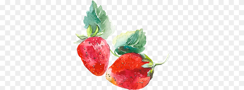 Babydoll Sparkling Blush Watercolor Strawberry Watercolor Strawberry Transparent Background, Berry, Food, Fruit, Plant Free Png Download