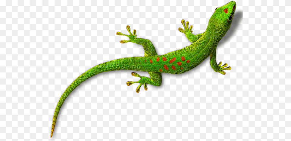 Download Background Lizard Clipart, Animal, Gecko, Reptile, Green Lizard Png Image