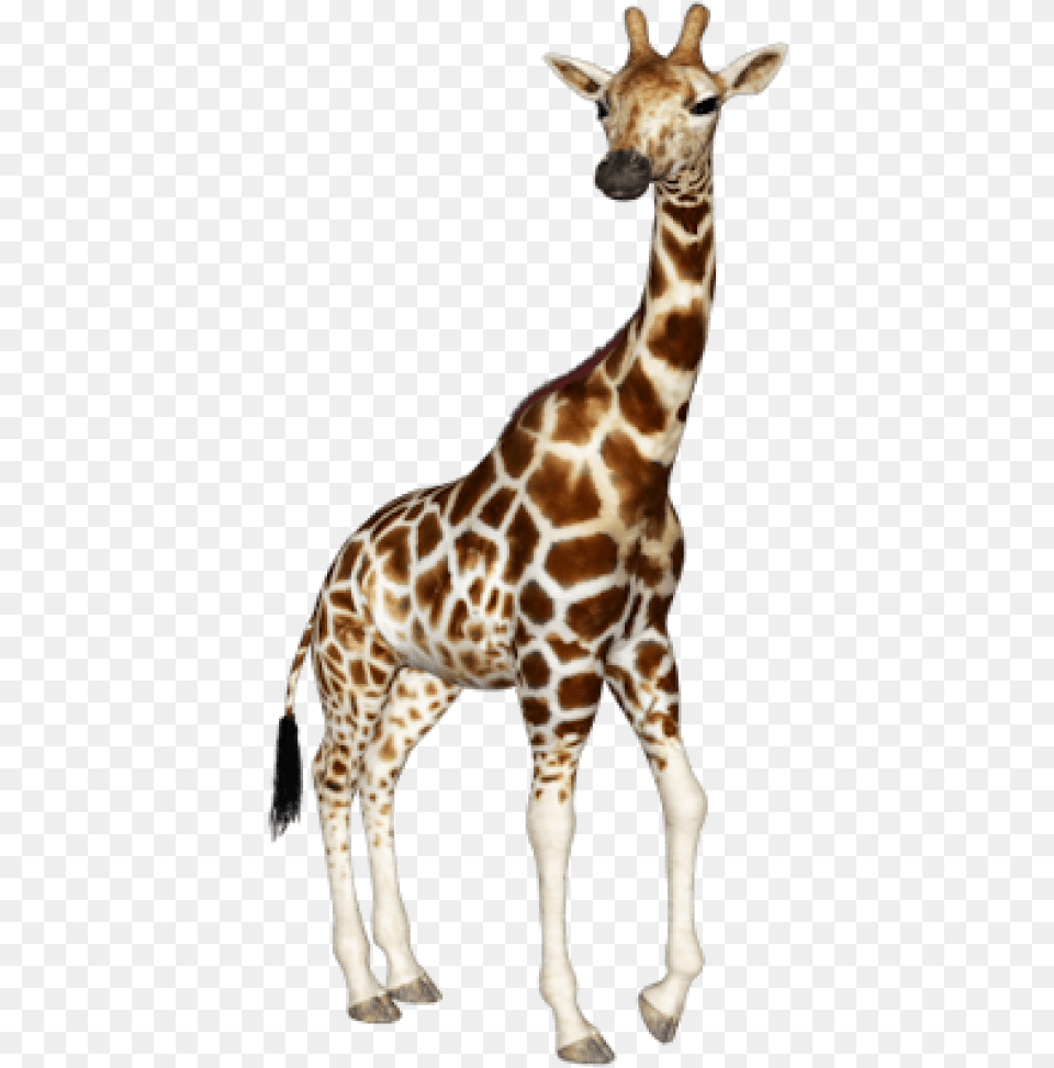 Download Background Toppng Giraffe, Animal, Mammal, Wildlife Png