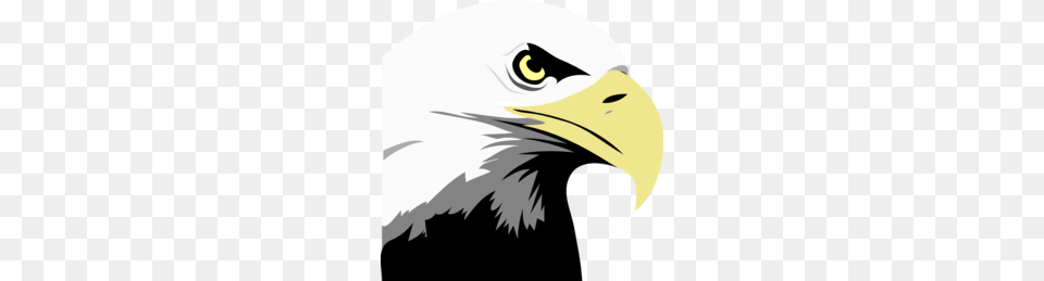 Download Bald Eagle Clipart Bald Eagle Clip Art Eagle Bird, Animal, Beak, Bald Eagle, Person Png