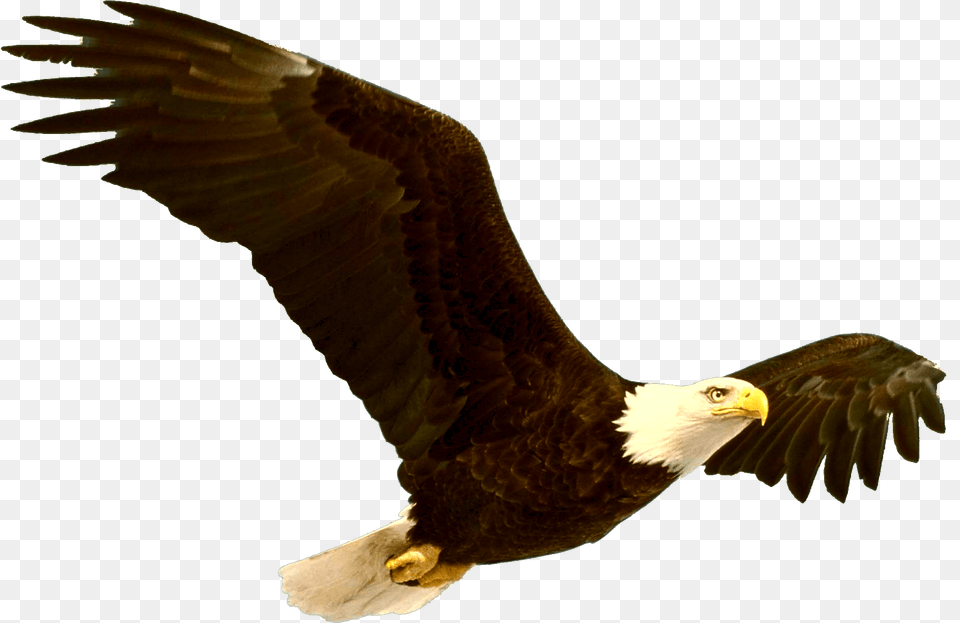 Download Bald Eagle File Grand Canyon Bald Eagle, Animal, Bird, Flying, Bald Eagle Png