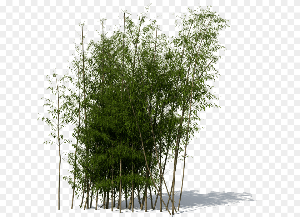 Bamboo File 059 Transparent Bamboo Tree, Plant, Vegetation Free Png Download
