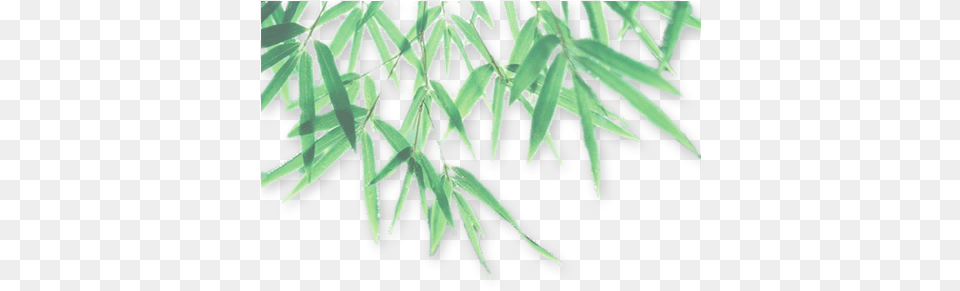 Download Bamboo Leaf Photo 055 Transparent Transparent Leaves Shadow, Grass, Plant, Tree, Vegetation Free Png