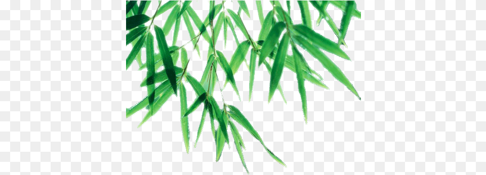 Download Bamboo Leaf Picture For Designing Purpose Bamboo Leaves Vector, Plant, Tree, Grass Free Transparent Png