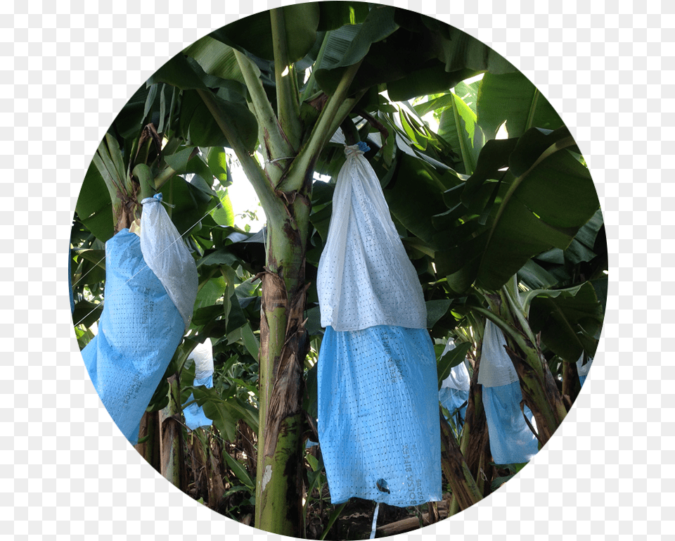 Download Banana Tree Bag Skirts Flower, Food, Fruit, Plant, Produce Png