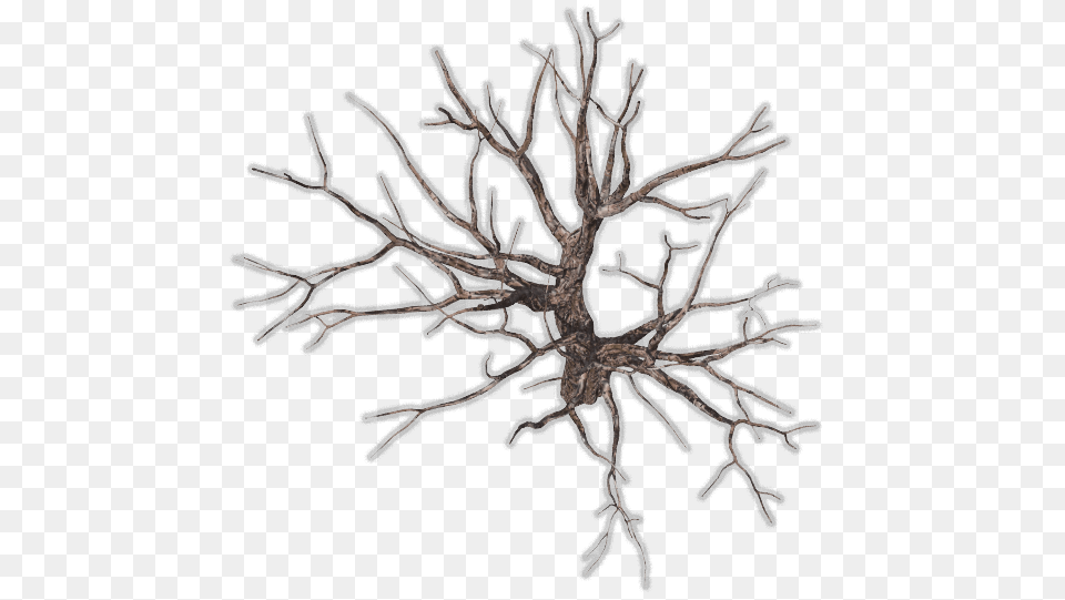 Download Bare Tree Tree Branch Top View, Plant, Root Png