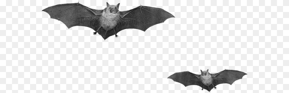 Download Bat Duo Background Real Bats, Animal, Mammal, Wildlife, Cat Free Transparent Png