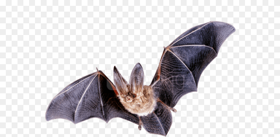 Download Bat Flying Images Background, Animal, Mammal, Wildlife, Cat Free Png