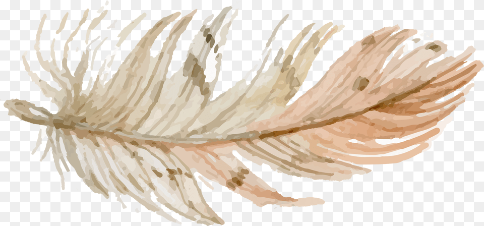 Download Be Watercolor Feathers, Leaf, Plant, Accessories Png Image