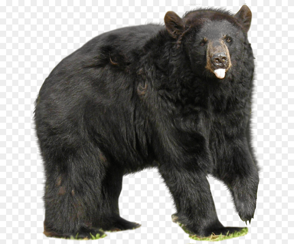 Download Bear Asian Black Bear, Animal, Mammal, Wildlife, Black Bear Free Transparent Png