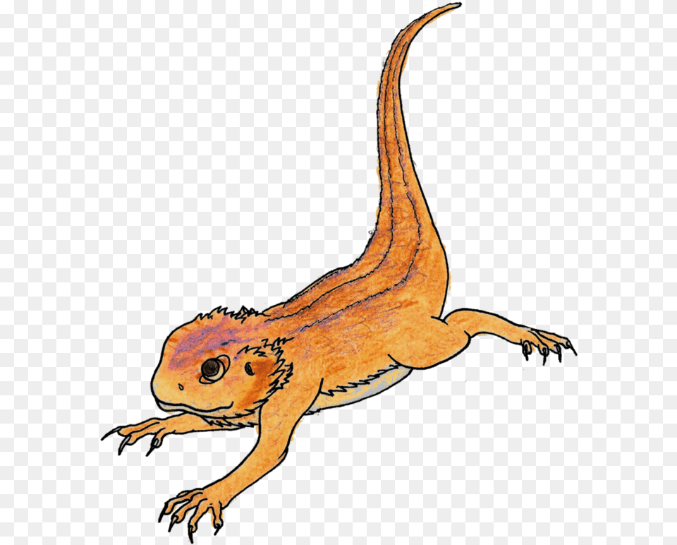 Download Bearded Dragon Pic Bearded Dragon Clipart, Animal, Gecko, Lizard, Reptile Free Png