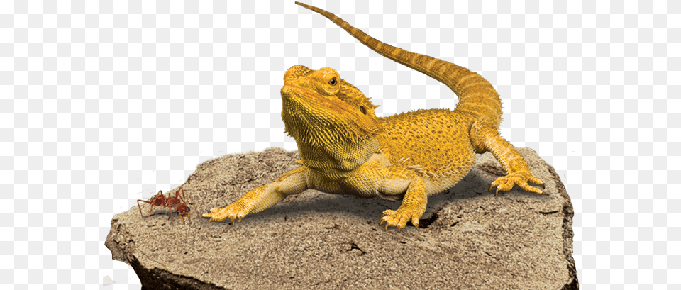 Download Bearded Dragon Background Hq Image Bearded Dragon Facts National Geographic, Animal, Lizard, Reptile, Iguana Free Transparent Png