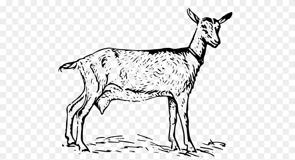 Download Bearded Goat Clipart, Gray Png Image