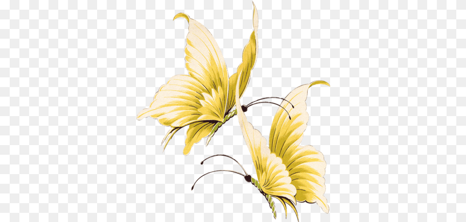 Download Beautiful Butterfly By Clip Art Yellow Butterfly Transparent Background, Anther, Flower, Plant, Petal Png Image