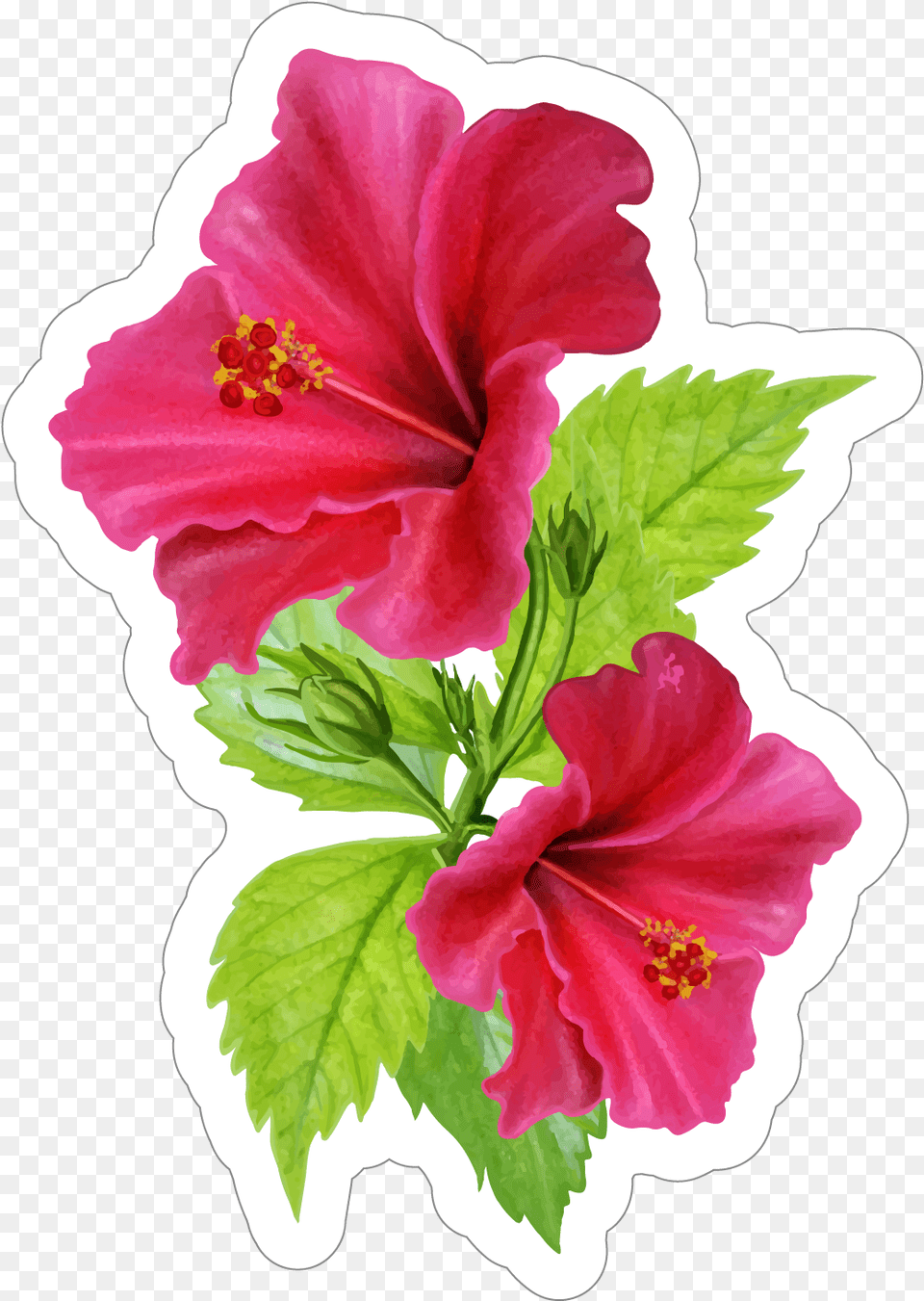 Download Beautiful Pink Hibiscus Flower Sticker Image Pink Hibiscus Flower, Plant, Rose, Anther Free Transparent Png